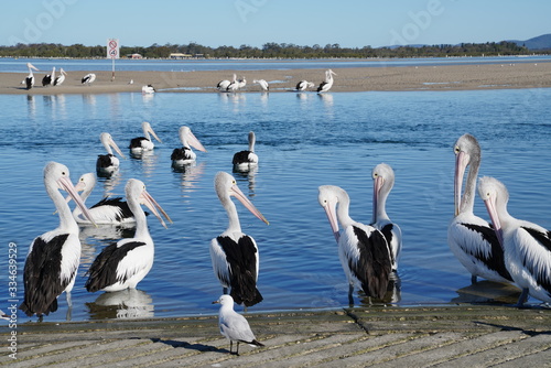 Australian Pelican large waterbird (Pelecanus conspicillatus)