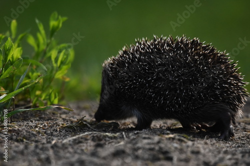 Fototapeta Naklejka Na Ścianę i Meble -  Prickly hedgehog mother with three young people looking for food on an evening walk between houses and streets of the city. Omnivore mammals active at night.