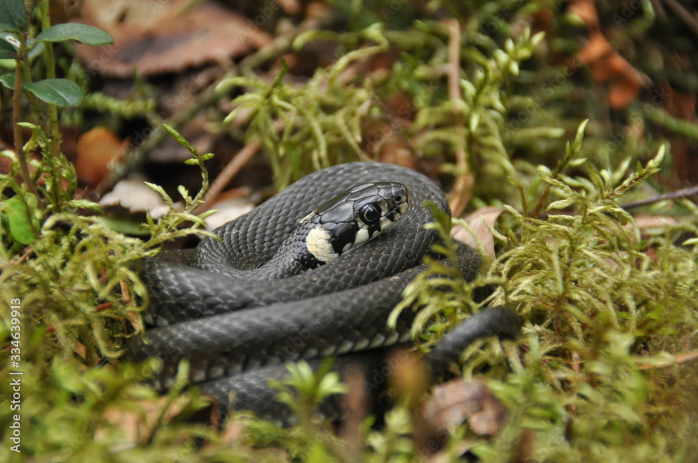 Fototapeta premium Grass snake resting and hunting in the woods for smaller victims. A venomous snake with yellow spots on the head with a shiny scales and a split tongue. Cold blooded reptile.