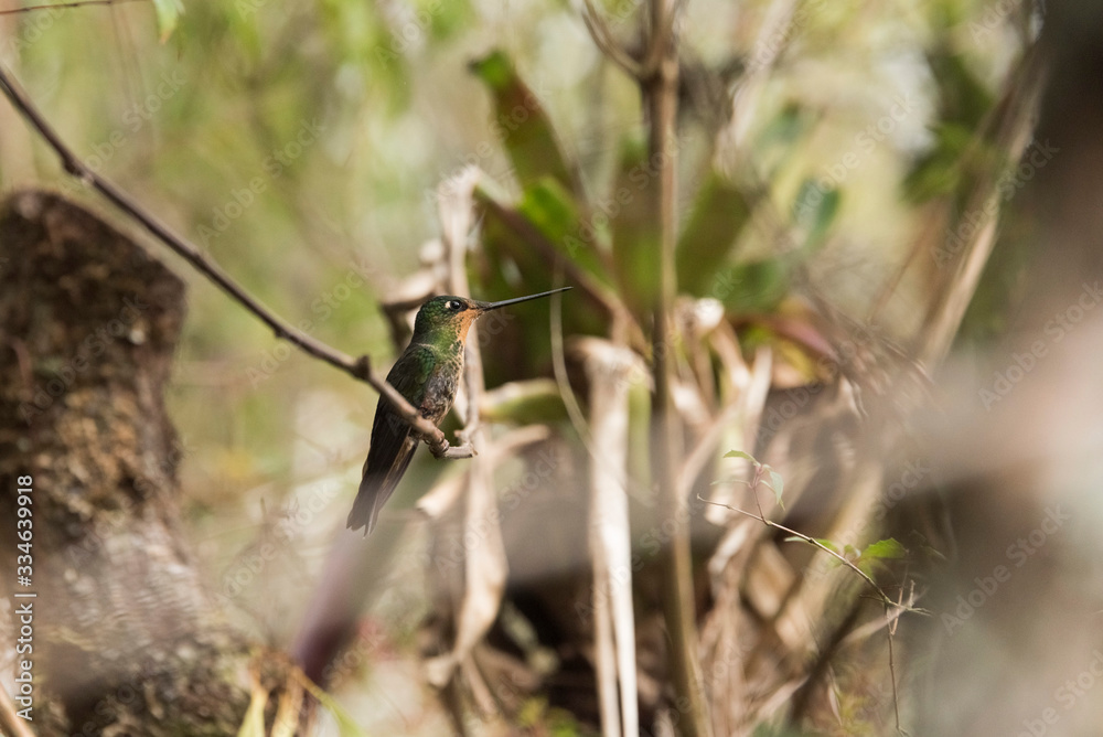 Female hummingbird on a branch, blue-throated starfrontlet, coeligena helianthea Female hummingbird on a branch, blue-throated starfrontlet, coeligena helianthea