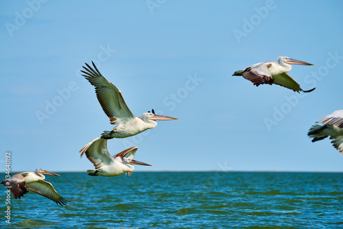 Pelicans in flight. Caspian Sea. Atyrau Region. Kazakhstan. Pelicans are a genus of large water birds that make up the family Pelecanidae. 
