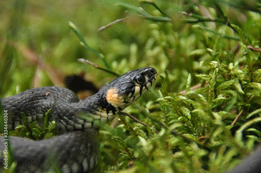 Grass snake resting and hunting in the woods for smaller victims. A venomous snake with yellow spots on the head with a shiny scales and a split tongue. Cold blooded reptile. Grass snake resting and hunting in the woods for smaller victims. A venomous snake with yellow spots on the head with a shiny scales and a split tongue. Cold blooded reptile.