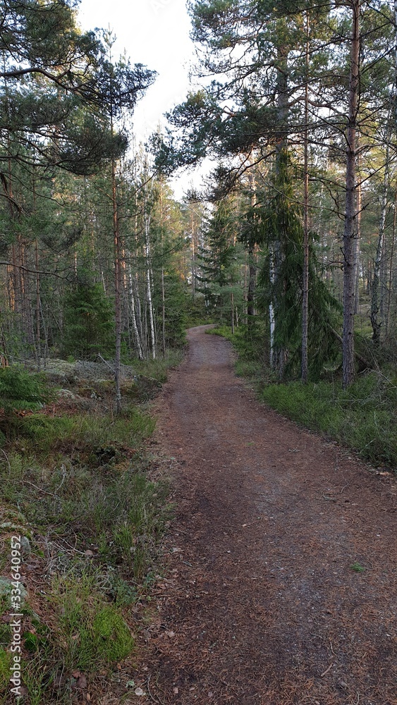 Obraz premium road in the forest