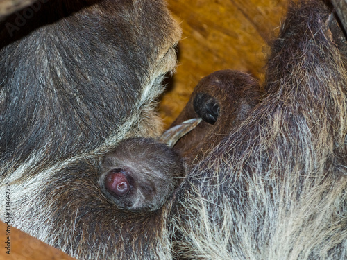 Baby of a two-toed sloth on its mother