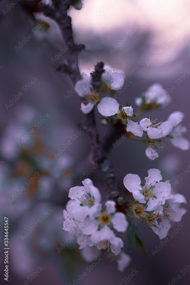 Obraz premium bee on a flower