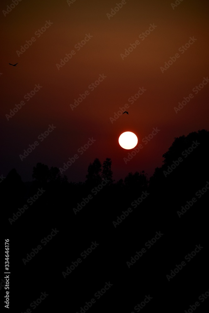 Fototapeta premium silhouette of a tree on sunset 