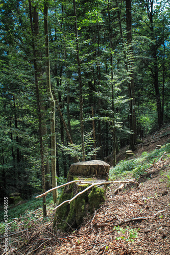 souche en forêt