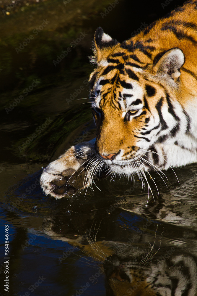 Sibirischer Tiger (Panthera tigris altaica) Sibirischer Tiger (Panthera tigris altaica)