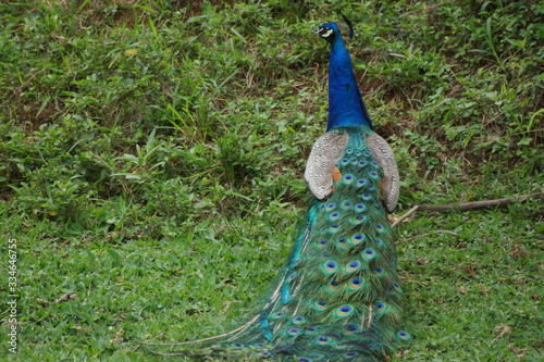 Pavão photo