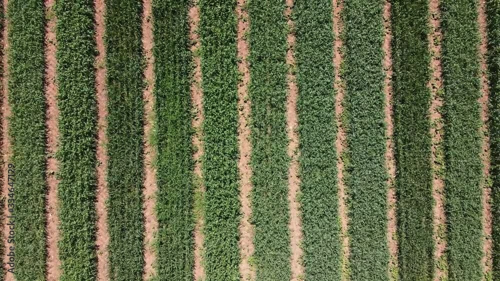 Top-down aerial rising shot of rows of green wheat crops. Top-down aerial rising shot of rows of green wheat crops.