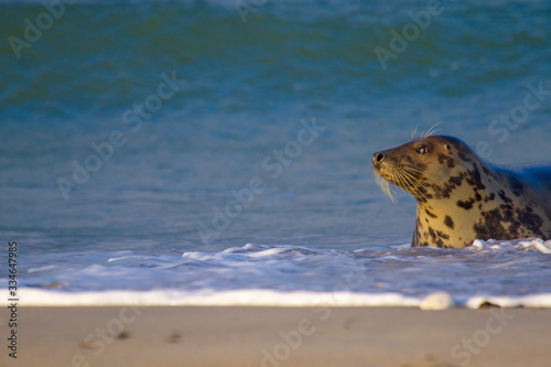 Kegelrobbe (Halichoerus grypus) im Wasser photo