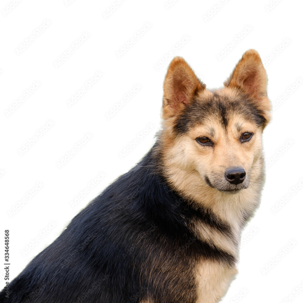 Dog in isolated with clipping path