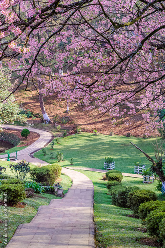 Autumn cherry blossom in himalayan state during november