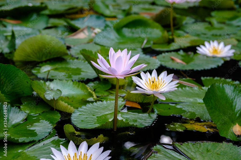 purple lotus flower bloom with bee purple lotus flower bloom with bee