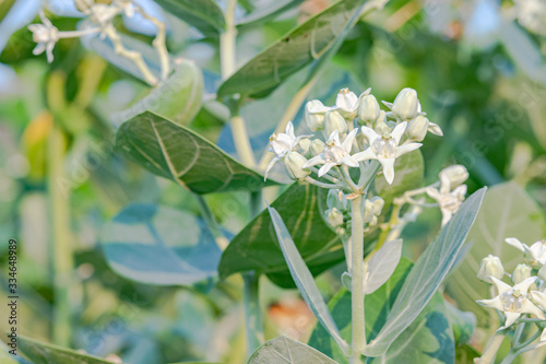 Fresh white blooming calotropis flowers in the garden photo