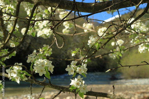 blossoming tree against a background of a mountain river. White flowers. photo