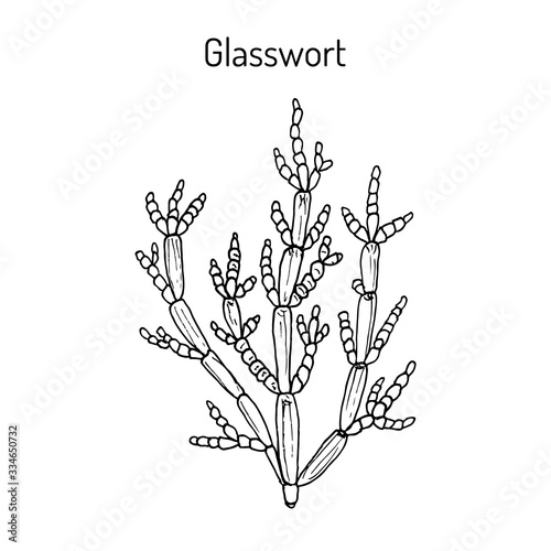 Common glasswort Salicornia europaea , medicinal plant