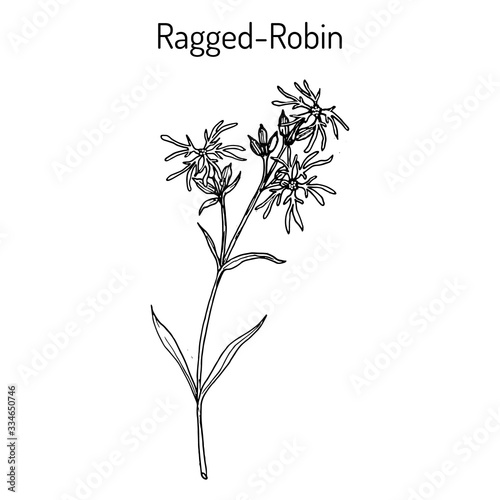 Ragged-Robin Lychnis flos-cuculi , medicinal plant
