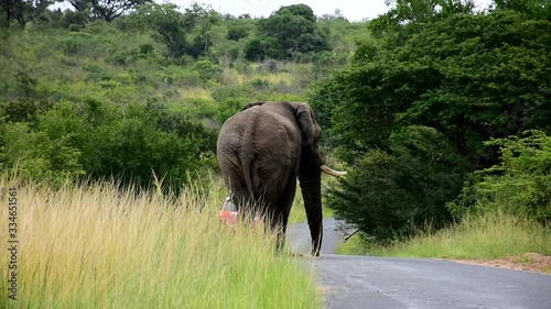 big male elephant pursued red car,Hluhluwe game reserve,South Africa