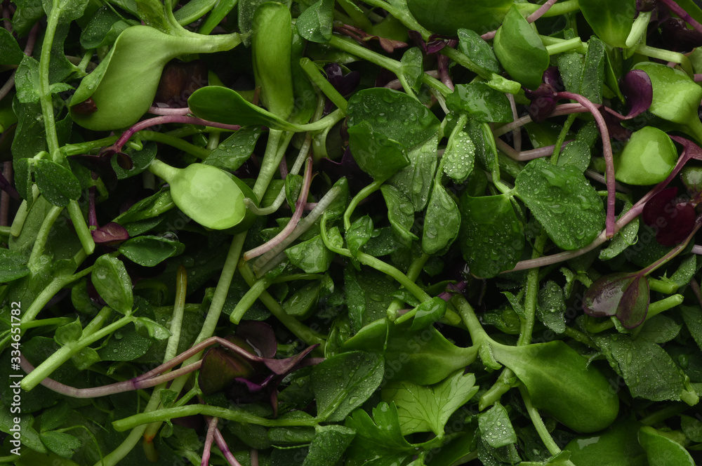 Wet microgreen close-up. Healthy food. Homegrown Produce. Natural Vitamin Charge. Greens background. Healthy natural food for quarantine isolation at home. Home grown healthy food. Vegetarian food. Wet microgreen close-up. Healthy food. Homegrown Produce. Natural Vitamin Charge. Greens background. Healthy natural food for quarantine isolation at home. Home grown healthy food. Vegetarian food.