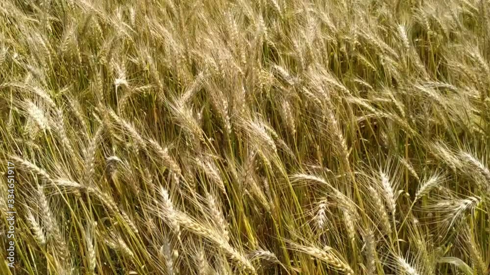 Slow motion. Close up. Wheat Field close up. Ripe seeds in dry wheat heads on big field in countryside. Golden wheat field isolated. Nepal Slow motion. Close up. Wheat Field close up. Ripe seeds in dry wheat heads on big field in countryside. Golden wheat field isolated. Nepal