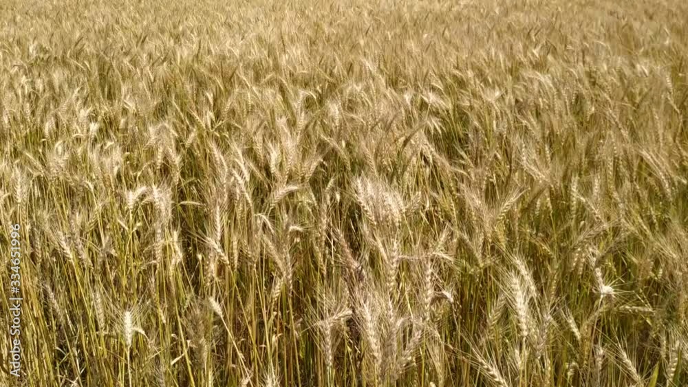 Slow motion. Close up. Wheat Field close up. Ripe seeds in dry wheat heads on big field in countryside. Golden wheat field isolated. Nepal	