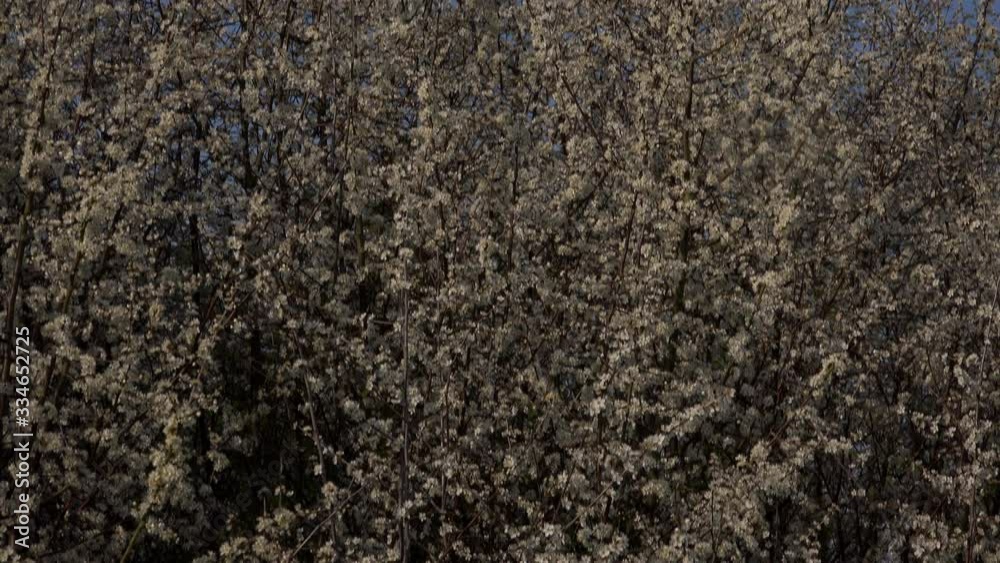 Springtime flowers on a tree pollen England UK 4K Springtime flowers on a tree pollen England UK 4K