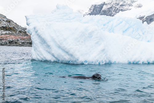Cuverville Island, leopard seal