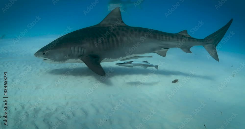 Tiger sharks in the bahamas Tiger sharks in the bahamas