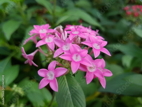 pink flowers in the garden