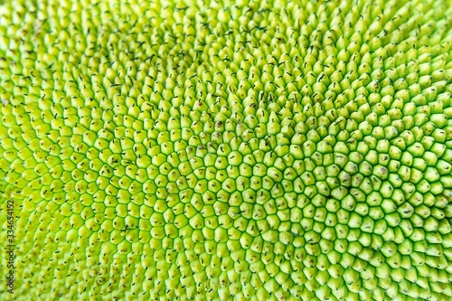 jackfruit thorn green texture background