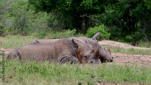 White rhinoceros in Hluhluhwe Imfolozi game reserve in South Africa