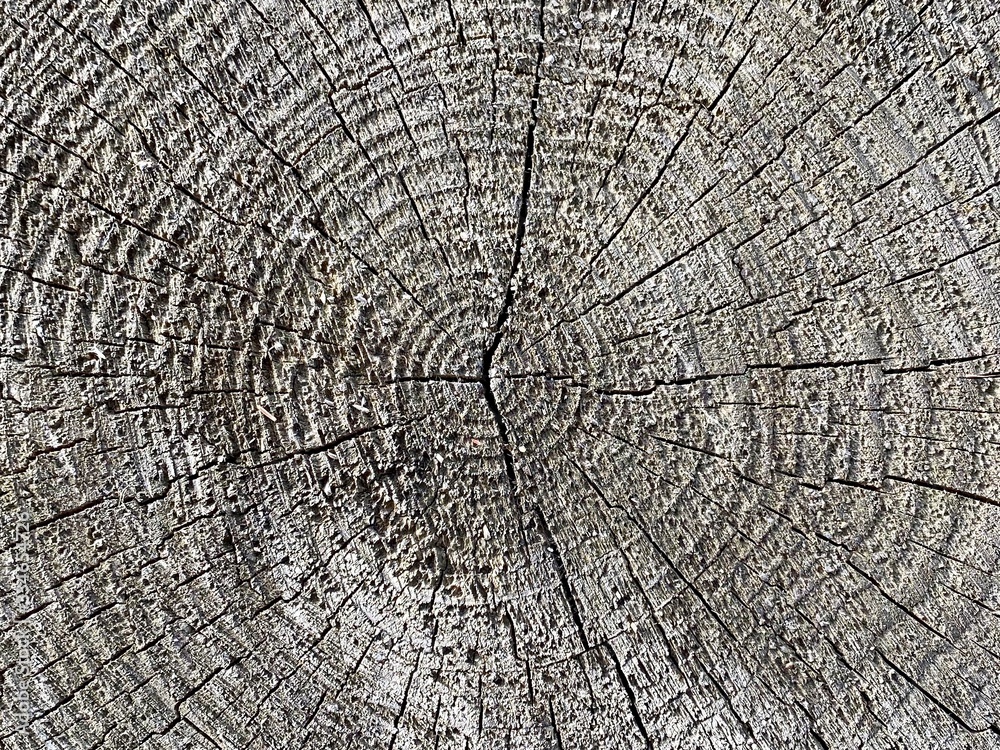 The cross-section of a pine tree trunk like a background