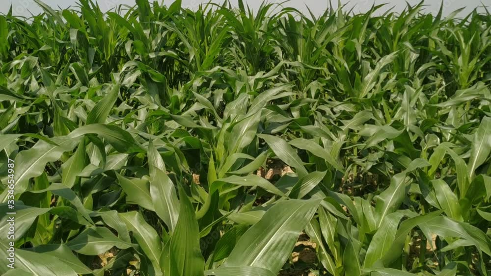 Green corn fields with the wind blowing in the farm garden. blue sky during the day. Nepal maize green leaf Green corn fields with the wind blowing in the farm garden. blue sky during the day. Nepal maize green leaf
