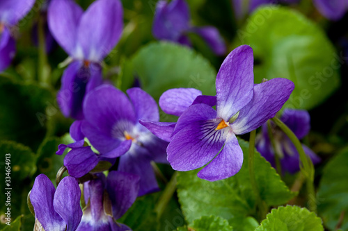 Early Purple Violet Flowers In Daylight