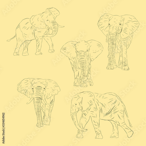 Fototapeta Naklejka Na Ścianę i Meble -  Simple Animal African Bush Elephant. Hand Drawn Sketch Set