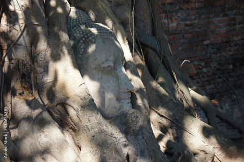 Profile Buddha Head in Tree Roots