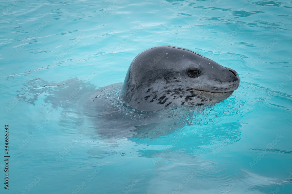 Fototapeta premium Cuverville Island, leopard seal