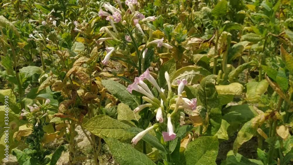 The wind blows tobacco leaves in the tobacco farm. White flower natural The wind blows tobacco leaves in the tobacco farm. White flower natural