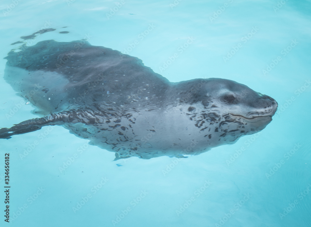 Obraz premium Cuverville Island, leopard seal