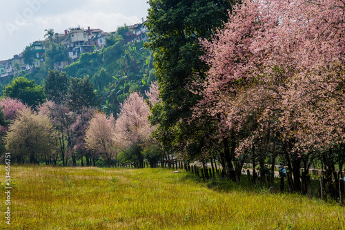 Autumn cherry blossom in himalayan state during november