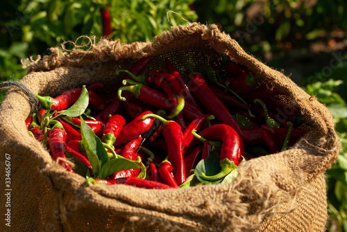 Φωτογραφία Pimientos recolectados para la elaboración de pimentón en la comarca extremeña de La Vera