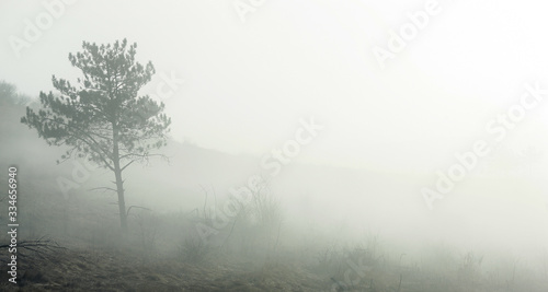 heavy fog in the forest in the early morning