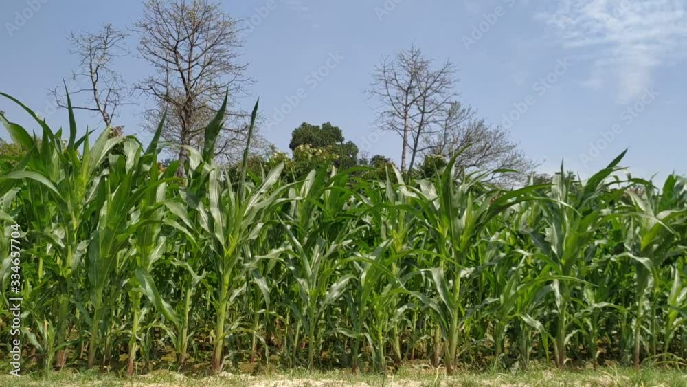 Green corn fields with the wind blowing in the farm garden. blue sky during the day. Nepal maize green leaf Green corn fields with the wind blowing in the farm garden. blue sky during the day. Nepal maize green leaf