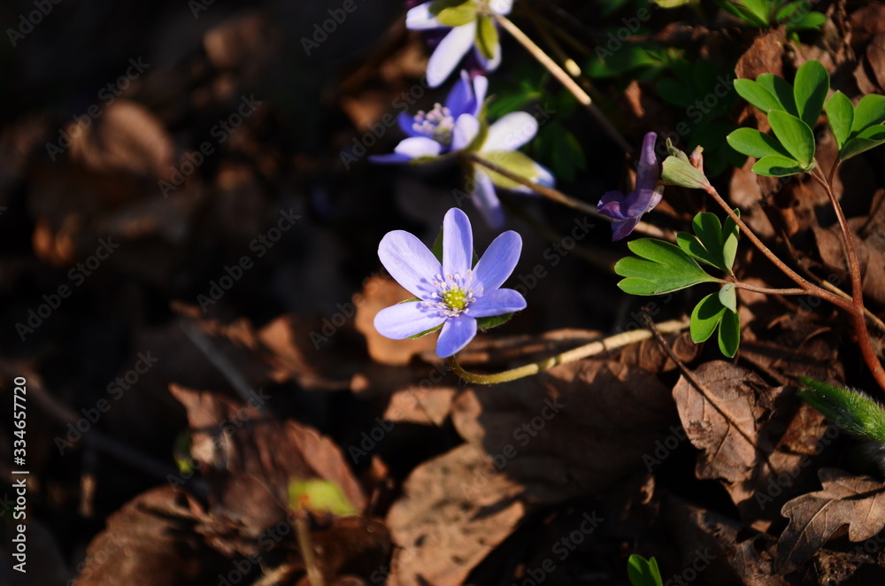 Hepatica Nobilis: sky-blue spring flowers on the dry grass Hepatica Nobilis: sky-blue spring flowers on the dry grass