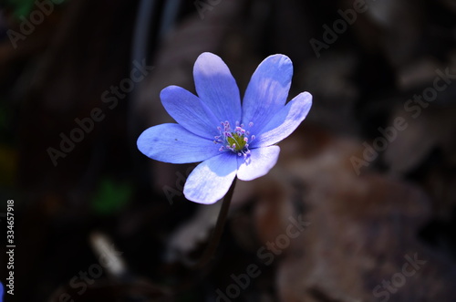 Hepatica Nobilis: sky-blue spring flowers on the dry grass