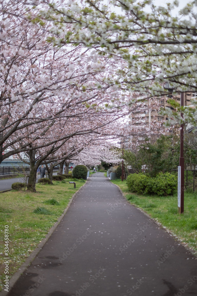 View of pink and white cherry trees in bloom during spring 2020 on a cloudy day along Sakai-gawa River in Urayasu, Chiba, Japan
