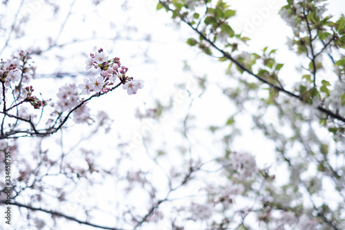 View of pink and white cherry trees in bloom during spring 2020 on a cloudy day along Sakai-gawa River in Urayasu, Chiba, Japan