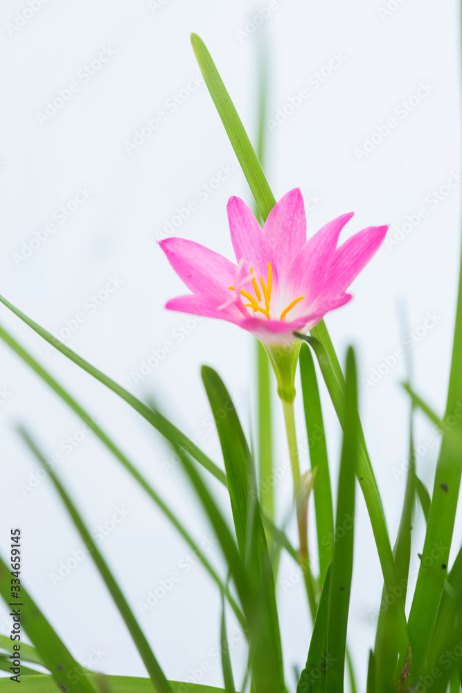 purple rain lily flower on white background.