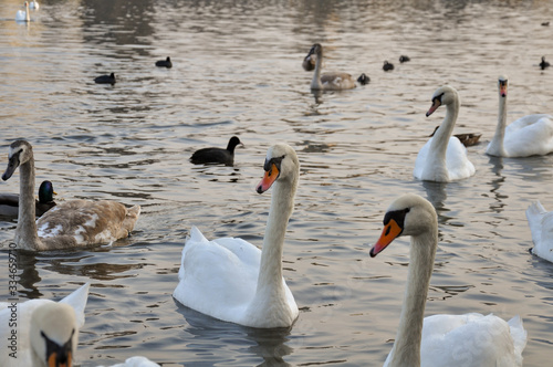 Beautiful swans and ducks on the Vltava river in Prague